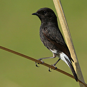 Pied Bushchat